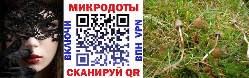 Галлюциногенные грибы Psilocybe  Купить  Баймак 
